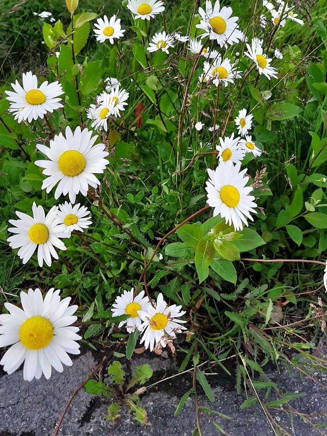 daisies.jpg